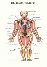 Het menselijk lichaam om Spaans te leren19