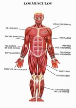 Het menselijk lichaam om Spaans te leren25